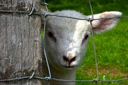 Spring countryside caged