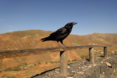 Bird black crows photo