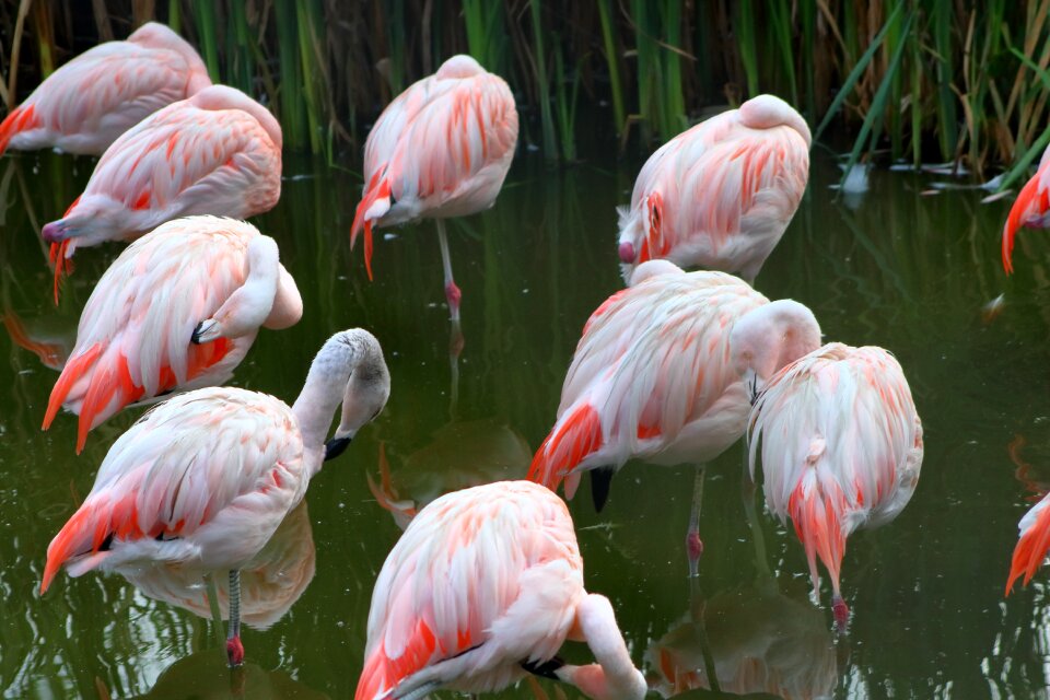 Bird pink beautiful