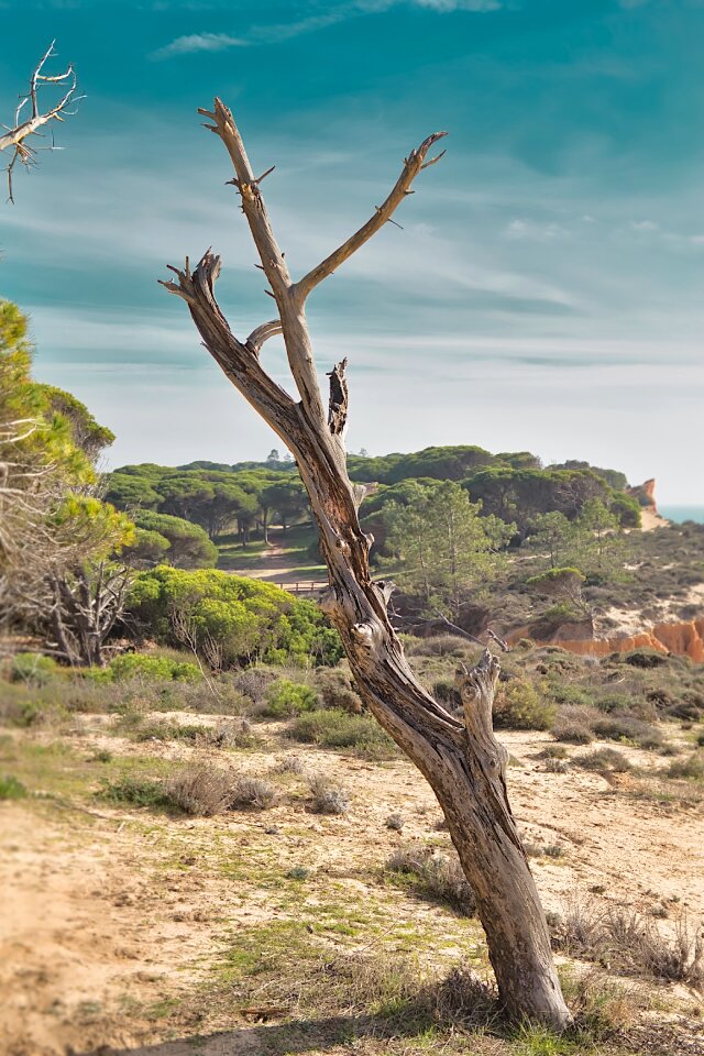 Landscape mysterious drought