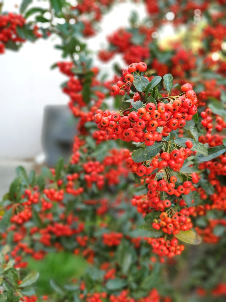 Flowers fruit plants