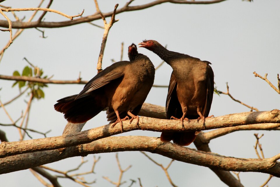 Bird animal pity photo