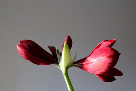 Bloom amaryllis plant red photo