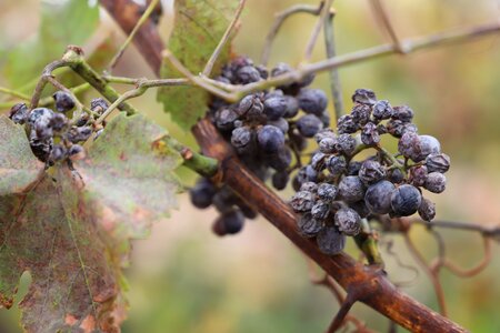 The grapes viticulture vineyard