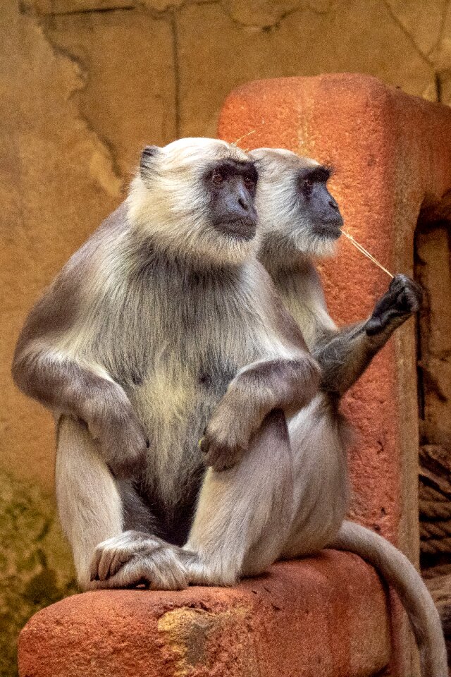 Animal world monkey cute