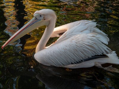 Nature zoo water photo