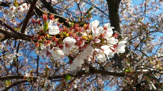 Tree white japanese photo