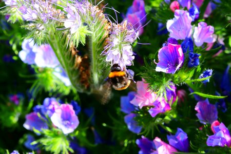 Violet flower bloom