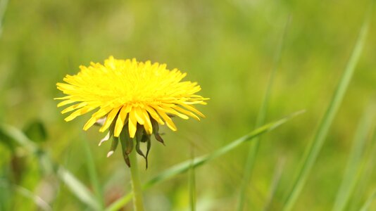 Flowers bloom plant photo