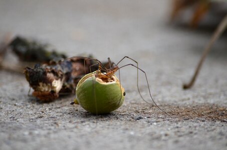 Eating fall nut