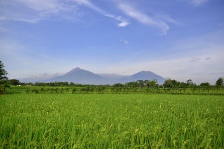 Rice indonesia asia photo