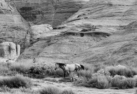 Equine equestrian riding