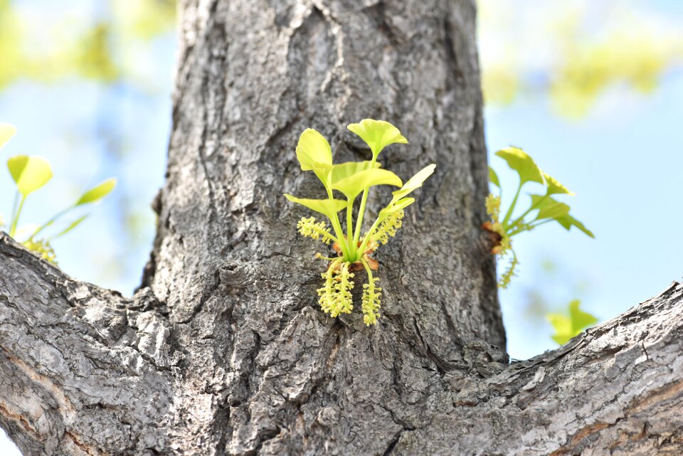 Ginkgo flower ginkgo water flower ginkgo leaf