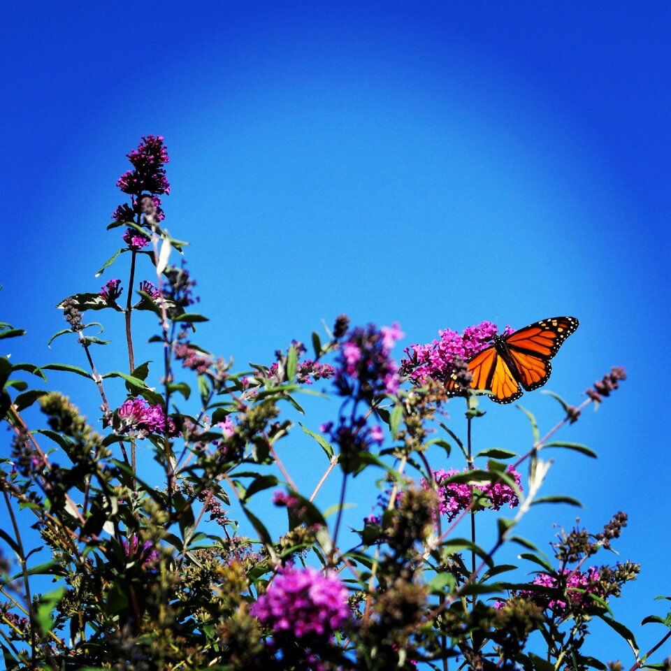 Colorful spring wings