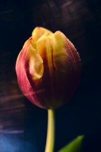 Tulip nature plant photo