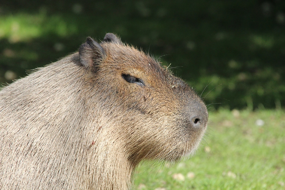 Hydrochoerus hydrochaeris nager caviidae