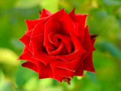 Velvet red flowers