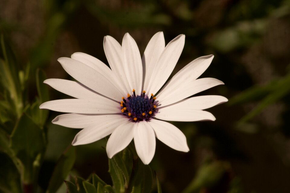 Flower flower petals