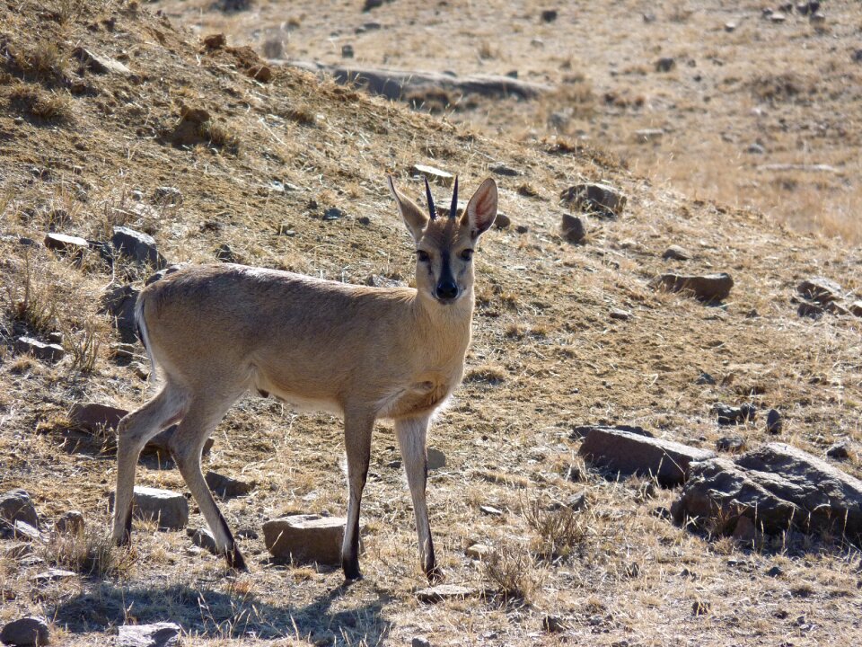 Nature duiker animal