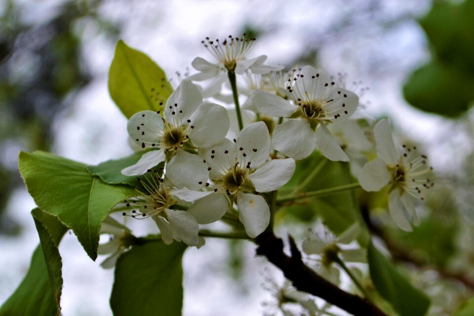 Spring blossom season