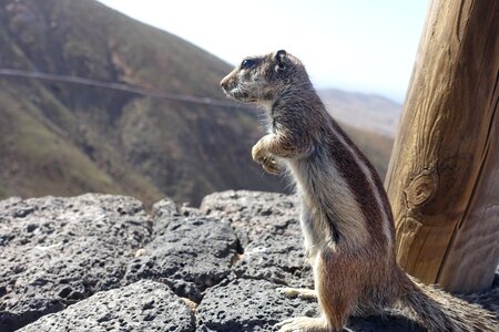 Nature rodent animal
