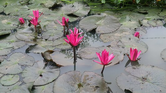 Leaf water blossom