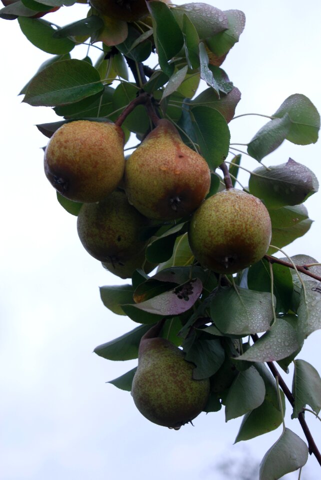 High-stem orchard pear juice
