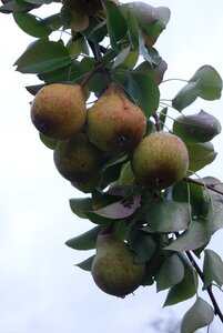 High-stem orchard pear juice
