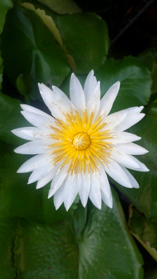 White lotus flower lotus white white flowers