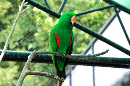 Color plumage wings