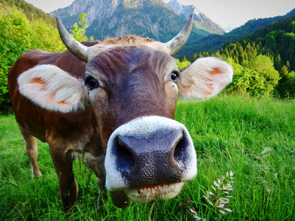 Pasture beef agriculture