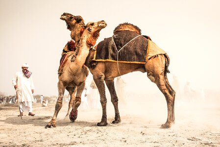 Camel fight traditional fight photo