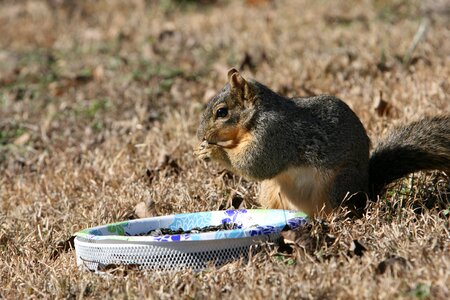 Backyard eating