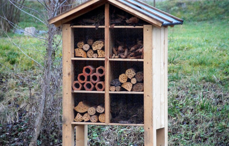 Beetles wooden protection