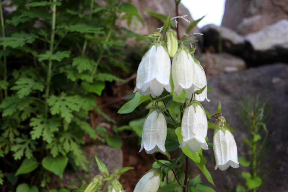Lanterns flowers plants