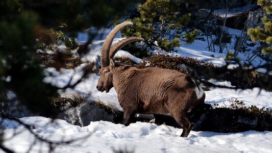 Snow mountains animals