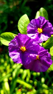 Flower purple italian