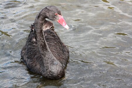 New zealand waters swim photo