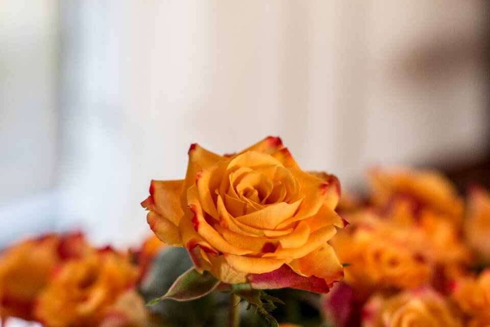 Bouquet orange flowers