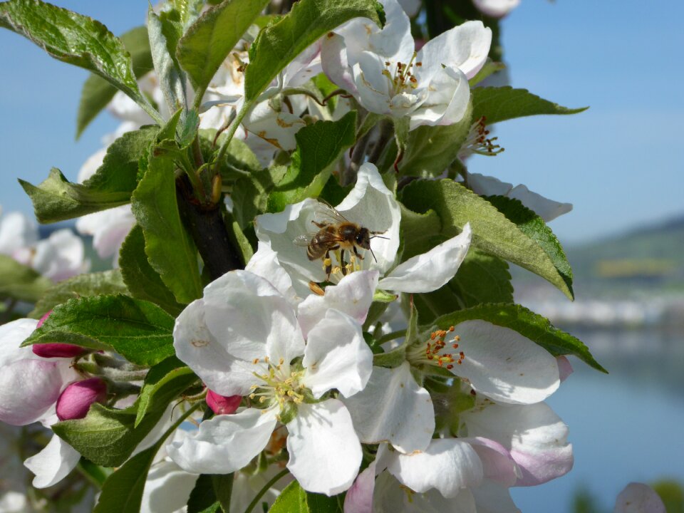 Bee spring insect