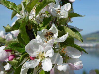 Bee spring insect photo