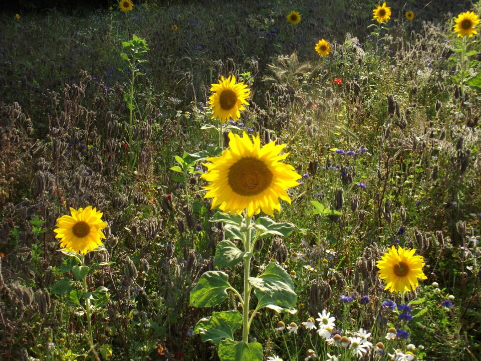 Nature flowers plant