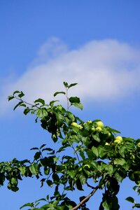 Fruit apple ripening apple