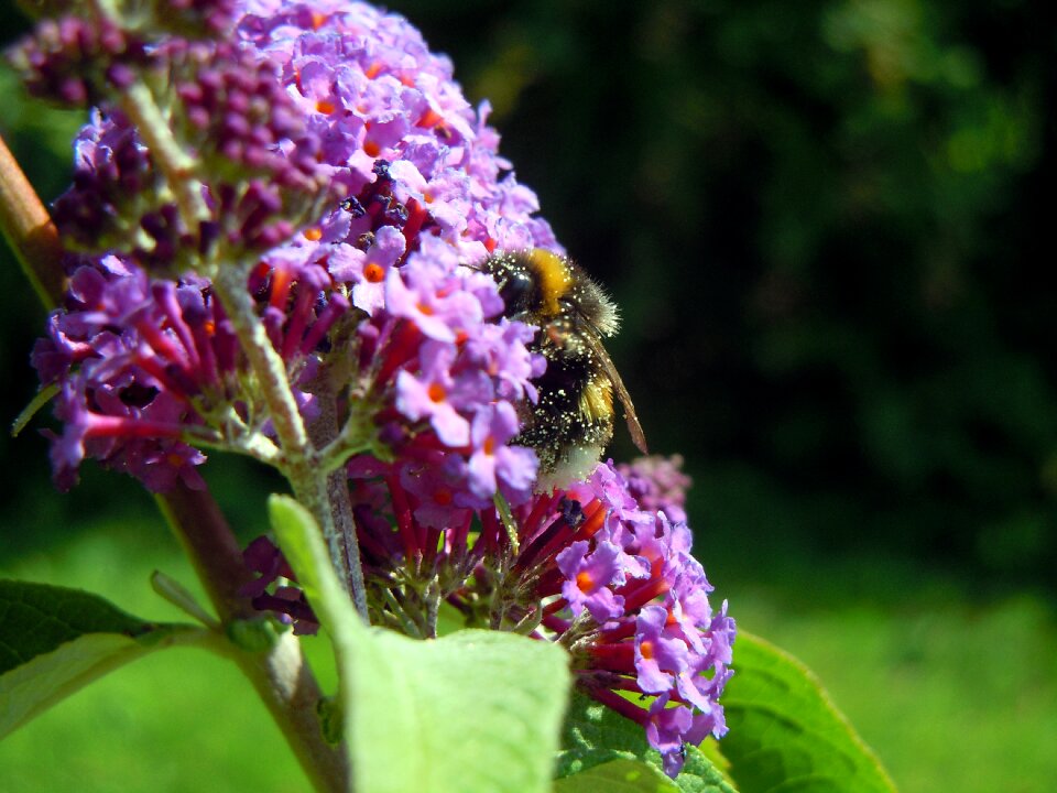 Lilac insect flowers photo