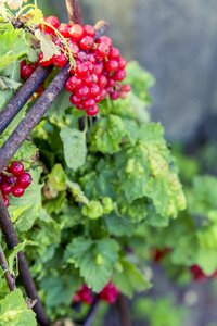 Currants harvest red currant photo