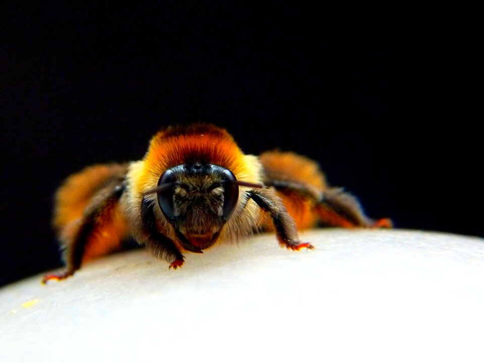 Big macro