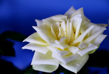 Bloom rose white
