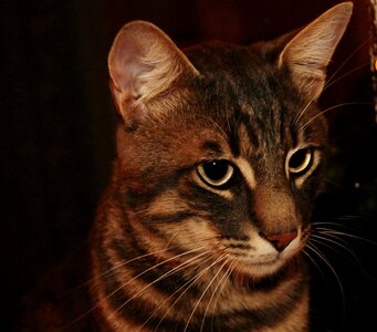 My love black cat