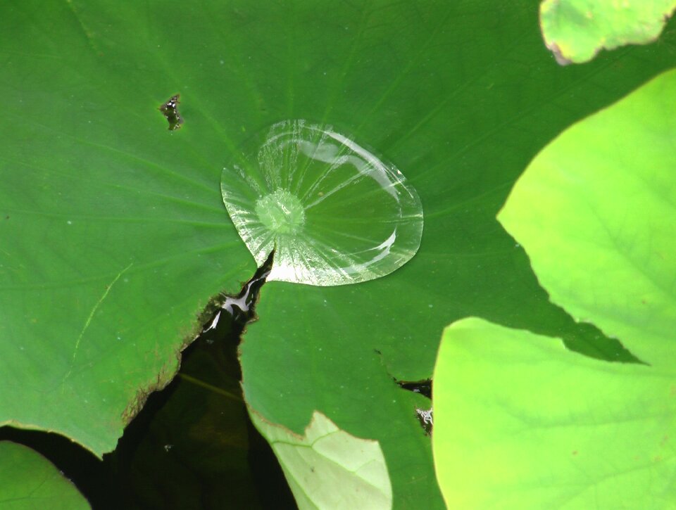 Water drop mirror insectenbad