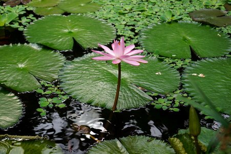 Aquatic plant botanical garden minster floating plant